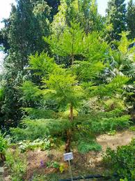 Image result for Araucaria cunninghamii