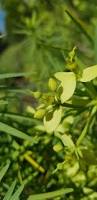 Image result for Euphorbia jubata