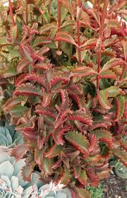 Image result for Kalanchoe lateritia