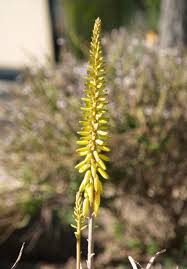 Image result for Aloe veseyi