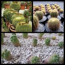 Chances are you've seen golden barrel cactus in professionally designed succulent gardens, but you've hesitated to add it to yours. Beebees Golden Barrel Cactus Seeds Echinocactus Grusonii 10pcs Shopee Philippines