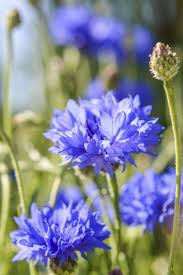 Cornflower is also called bachelors button, blue cap, blue bottle, blue poppy, blueblow, bluebonnets, boutonniere flower, bluebottle, cornflower, cyani flower, hurtsickle, garden cornflower, bachelor's button knapweed and garden knapweed. Container Care Of Bachelor S Button Tips On Growing Bachelor S Buttons In Containers Bachelor Button Flowers Flower Garden Plans Plants