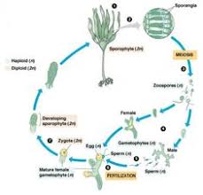 Which animal cell type undergoes meiosis. The Life Cycle Of The Brown Algae Laminaria Begins When Sporangia Undergo Meiosis Producing 1n Zoospores The Zoospores Undergo Mito Microbiology