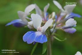 This woodland plant has beautifully dissected foliage that stays showy all summer long and a nice clumping habit. Us Wildflower S Database Of Blue Wildflowers For Ohio
