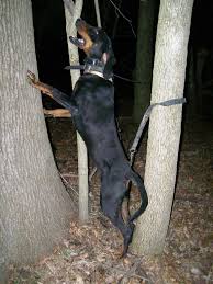 Black And Tan Coonhound For Sale In Sc Black And Tan Coonhound Treeing Coonhound Black And Tan Pet Corner