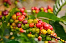 Pin On Production Of Chlorogenic Acid And Its Benefit To A Persons Metabolism