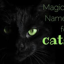 For your handsome and sweet male cat. 155 Magical Names For Cats Pethelpful By Fellow Animal Lovers And Experts