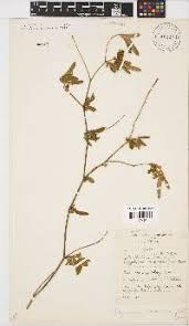 Image result for Argyrolobium tomentosum