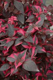Image result for Alternanthera tenella