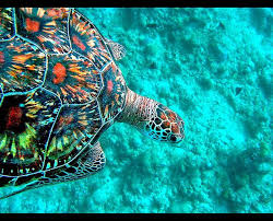 Green Sea Turtle Maldives Sea Turtle Ocean Creatures Turtle