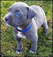 Relebohile On Twitter Puppy Puppylove Pitbull Blueeyes Grey Dog Adorable Cute Loveofpuppies Https T Co Aheiyx3xjh Twitter