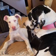 Maybe you would like to learn more about one of these? Ohio Great Danes Home Facebook