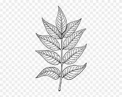 Idea drawing icon, bulb, text, innovation, bulbs png. Ash Leaves Clip Art Neem Tree Leaf Drawing Free Transparent Png Clipart Images Download