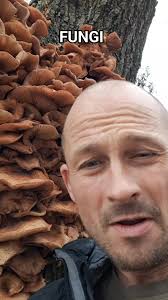 Are these oyster mushrooms? Ok to eat? Found in Gloucestershire, UK