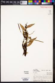 Image result for Pleopeltis  × simiana