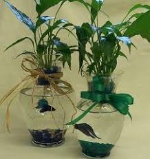 Betta Vase Akvaristik Zoonen Com Fragor Och Svar Plant Vase Fish Plants Plants