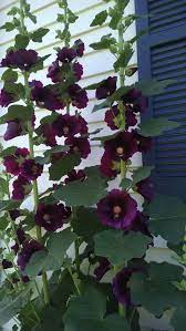 Being a biennial means that it is often best to start new hollyhocks in august or september so that they will then bloom the following summer. How To Grow Hollyhocks Hollyhocks Flowers Biennial Plants Planting Flowers
