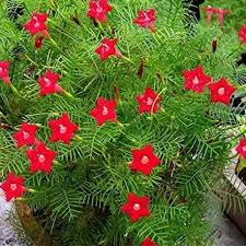 Hummingbird vine campsis radicans, also known as trumpet vine or trumpet creeper is a species of flowering vine in the family bignoniaceae, native to the eastern united states, and naturalized elsewhere. Red Cypress Vine Seeds For Sale Ipomoea Quamoclit