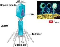 T Even Bacteriophage Structure Bacteria Shapes Cell Organelles Pearson Education