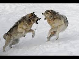 Hqdefault Jpg 336 188 Wolves Fighting Wolf Dog Wolf Poses