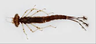 Image result for Empogona ngalaensis