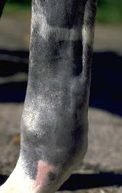 Tendon pathology can be grouped into two broad categories: Deep Digital Flexor Tendon Tendinitis In Horses Vetlexicon Equis From Vetlexicon Definitive Veterinary Intelligence