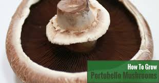 Do let us know in the comments. How To Grow Portobello Mushrooms In A Greenhouse