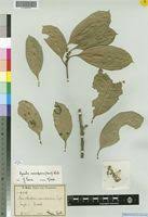 Image result for Xymalos monospora