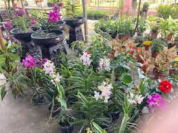 Cari bunga segar di indonesia, distributor bunga segar, supplier, dealer, agen, importir, kami mempunyai database terlengkap untuk bunga. Kedai Pokok Bunga Murah Di Banting Selangor Azwar Syuhada