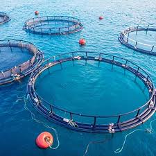 It follows that iron can be eliminated biologically without nitrification, but not manganese. Ammonia Ammonium Water Quality Parameter Overview And Products Hach