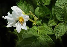 Potato The Ultimate Guide To Poisonous Plants Wilderness Survival Skills Poisonous Plants Plants Nightshade Plant