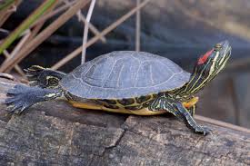 All albino red eared slider turtles come with a live arrival guarantee for piece of mind. Outdoor Learning Station Aquatic Turtle Habitat Awf