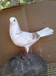 Pin By Pigeons On Pigeons Pigeon Pictures Pigeon Breeds Homing Pigeons