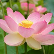 Maybe you would like to learn more about one of these? Flowers That Symbolize Rebirth A To Z Flowers