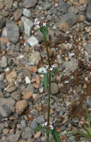 Image result for Spermacoce arvensis