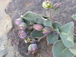 Image result for Corbichonia decumbens