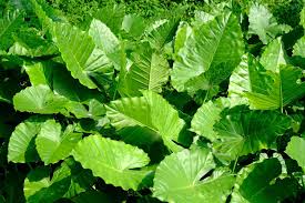 Elephant ears are impressive regardless of the bulb size, but with this jumbo elephant ear bulb you will receive a truly colossal size bulb! How To Grow Elephant Ears Care Tips For Elephant Ear Plants Garden Design