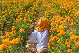 Tertarik memeliharanya di luar rumah? Keindahan Gemitir Garden Taman Bunga Marigold Incaran Sobat Traveller Taman Bunga Kebun Bunga Kebun