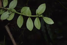 Image result for Psychotria cinerea