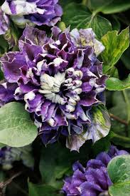 Image result for Clematis