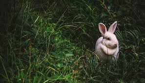 It combines the imagery of the circle and the spiral into a meandering but purposeful path. Rabbit Spirit Animal Totem Symbolism And Meaning