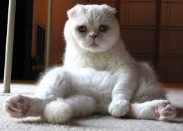 Image result for scottish fold