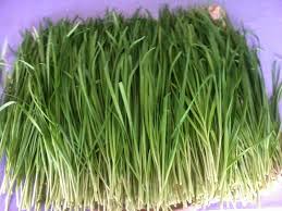 Check spelling or type a new query. 15 Manfaat Dan Khasiat Daun Kucai Untuk Kesehatan Khasiat