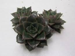 Echeveria Chinensis Echeveria Succulents Flowers