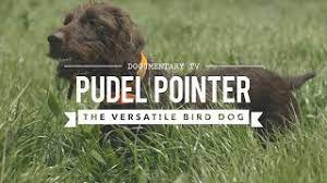 However, free german shorthaired pointer. Field Training Pudelpointers The Poodle Pointer Cross Youtube