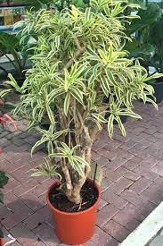 Care, fertilizer, repotting, diseases and how to grow, your dragon plant will thrive both in the home and out. Song Of India Dracaena Reflexa Indoor Plants Plantshop Me