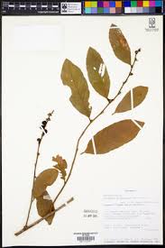 Image result for Bridelia duvigneaudii