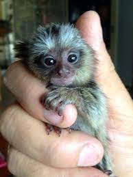 If You Guessed Pocketmonkey Fingermonkeys Or Marmoset Monkeys Youre Right Meet Our Little Friends These Guy Cute Baby Monkey Baby Monkey Pet Pet Monkey