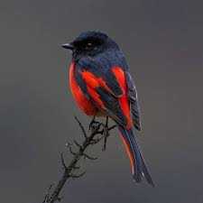 By animal names we mean. Pin By B E Strumpfelbach On Variedad Bird Pictures Funny Birds Colorful Birds