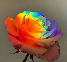 Find the best rainbow flower wallpaper on getwallpapers. Pin By Maria On Make Me Smile In 2020 Rainbow Aesthetic Rainbow Photography Aesthetic Roses